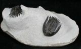Awesome Triple Trilobite Plate - Mrakibina & Podoliproetus #4243-8